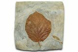 Colorful Fossil Leaf (Beringiaphyllum) - Montana #351962-1